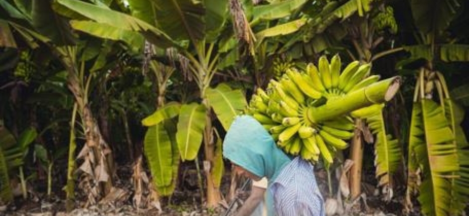 Cidade cearense  uma das 15 maiores produtoras de banana do Pas; veja lista